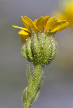 Hall’s tarweed (Deinandra halliana) inflorescence. Vicinity of Parkfield (San Luis Obispo County, California, US), March 28, 2013. Copyright © 2015 Chris Winchell. Hall’s tarweed (Deinandra halliana) inflorescence. Vicinity of Parkfield (San Luis Obispo County, California, US), March 28, 2013. Copyright © 2015 Chris Winchell.